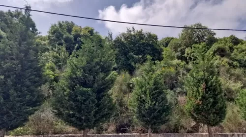 Land Ready Property Mixed Use Land  for sale in Batroun , Batroun #47705 - 1  image 